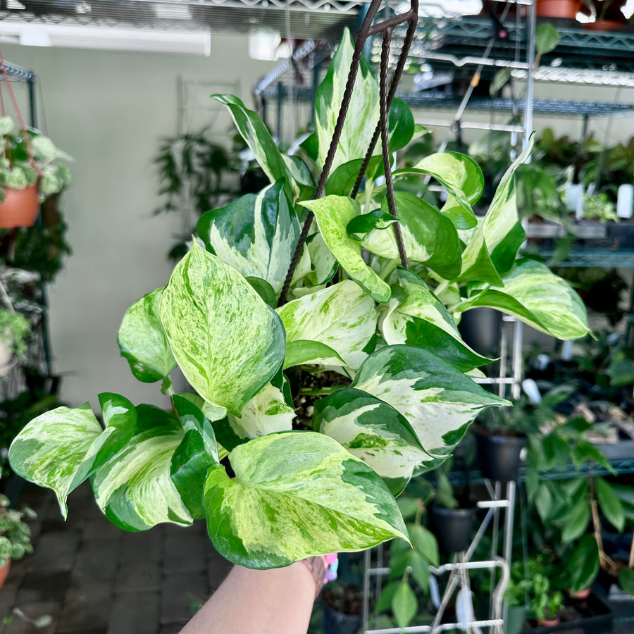8” Manjula Pothos - lush indoor hanging, trailing plant