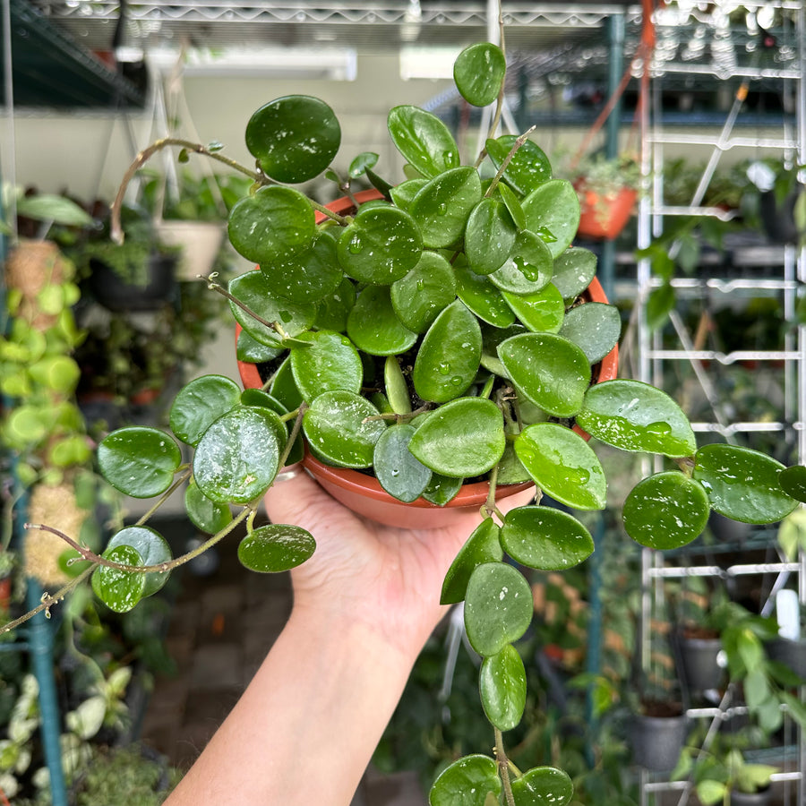 6” Hoya mathilde splash