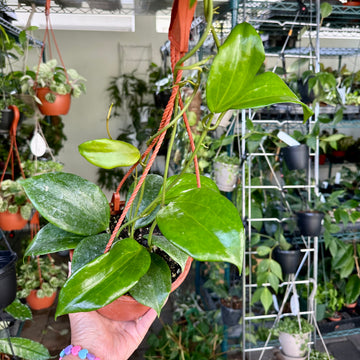 4” Hoya surigaoensis