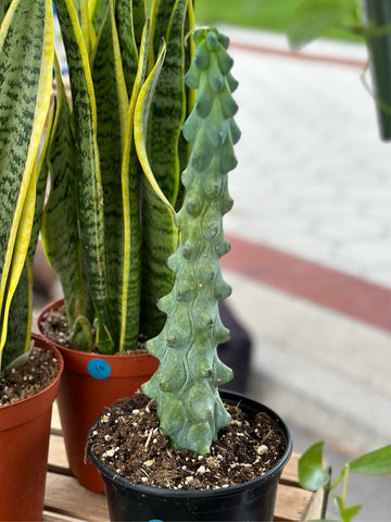 4” Boobie Cactus XL