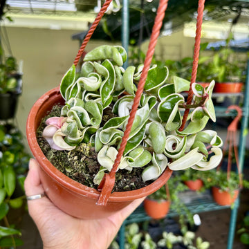6” Hoya Compacta variegated