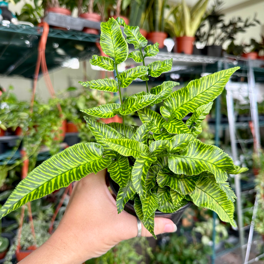 4” Golden Zebra fern