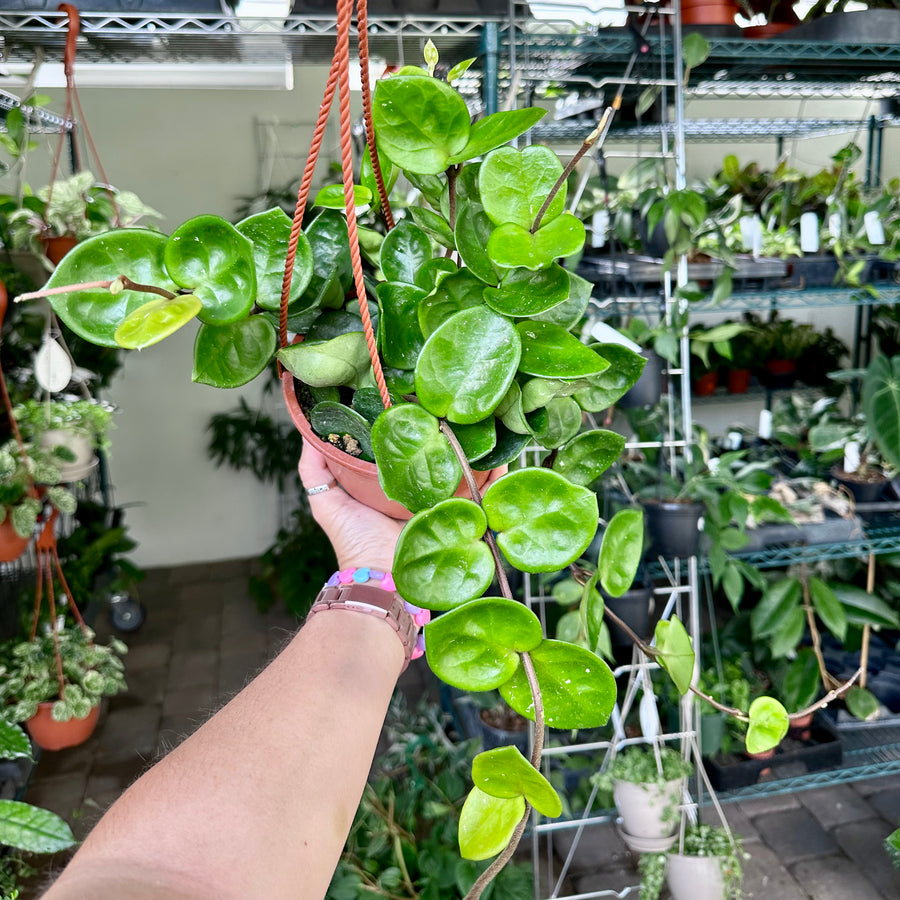 6” Hoya Chelsea - full baskets