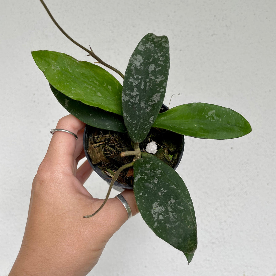 4” Hoya phuwuaensis