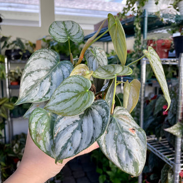 6” Philodendron Brandtianum