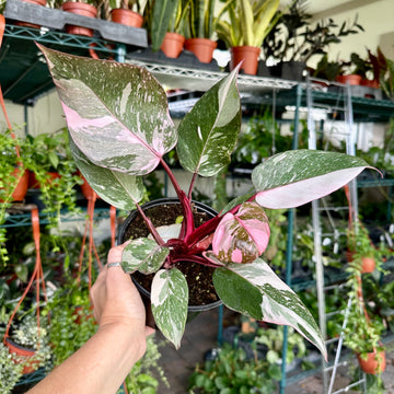 4” Philodendron pink princess marble