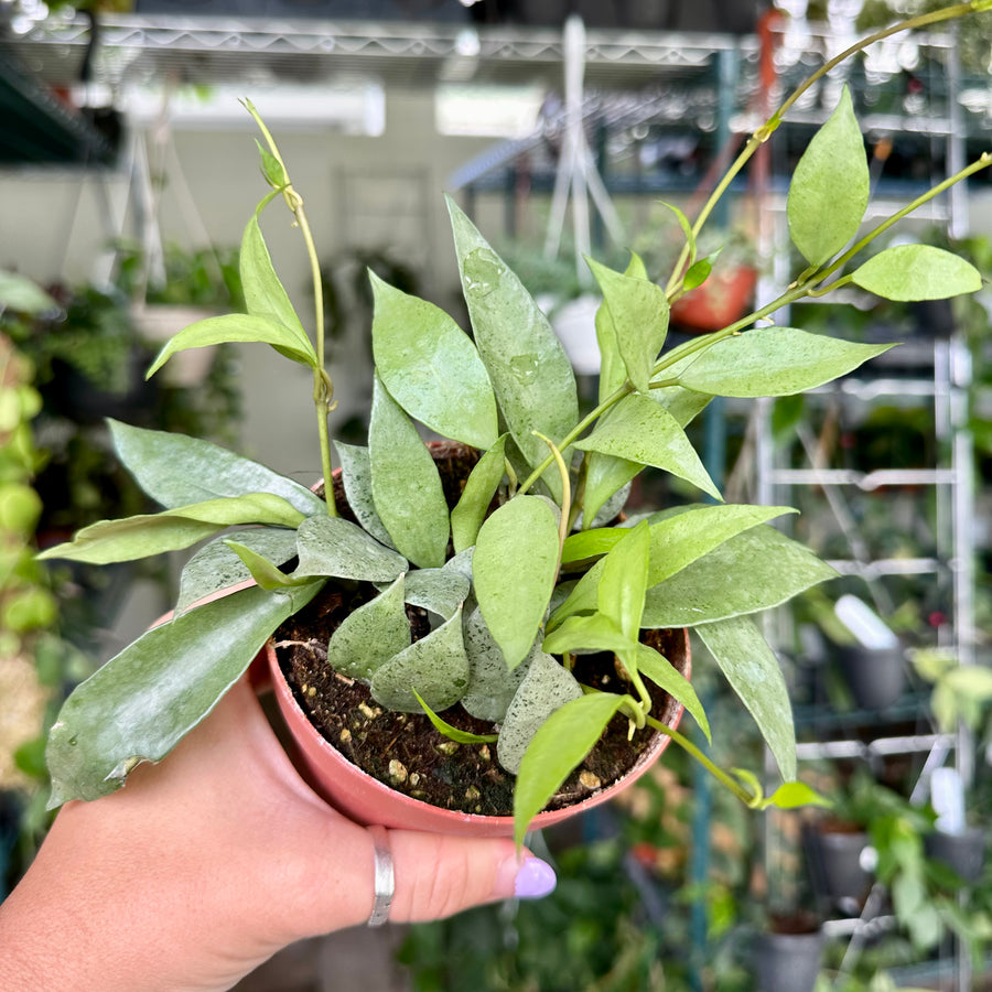 4” Hoya Lacunosa mint