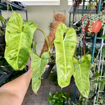 6” Philodendron paraiso verde - no moss pole included