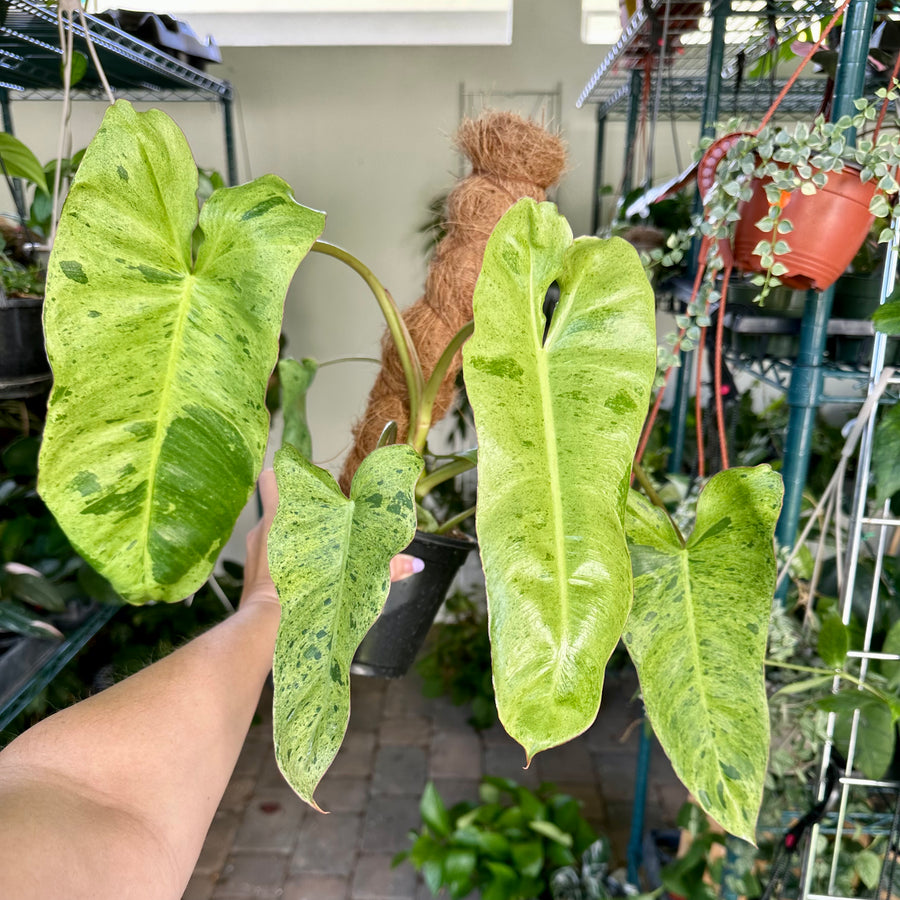 6” Philodendron paraiso verde - no moss pole included