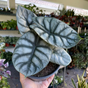 4” Alocasia silver dragon