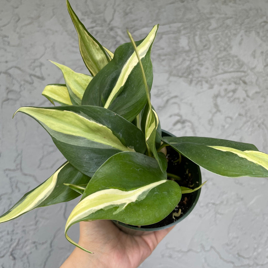 4” Philodendron silver stripe