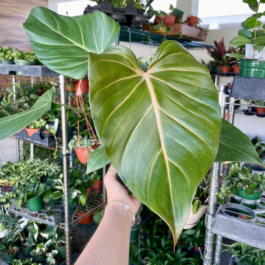 4” Philodendron Summer Glory - (P. Gloriosum X P. McColley's Finale)