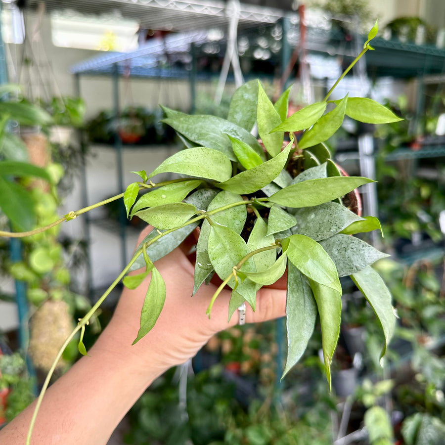 4” Hoya Lacunosa mint