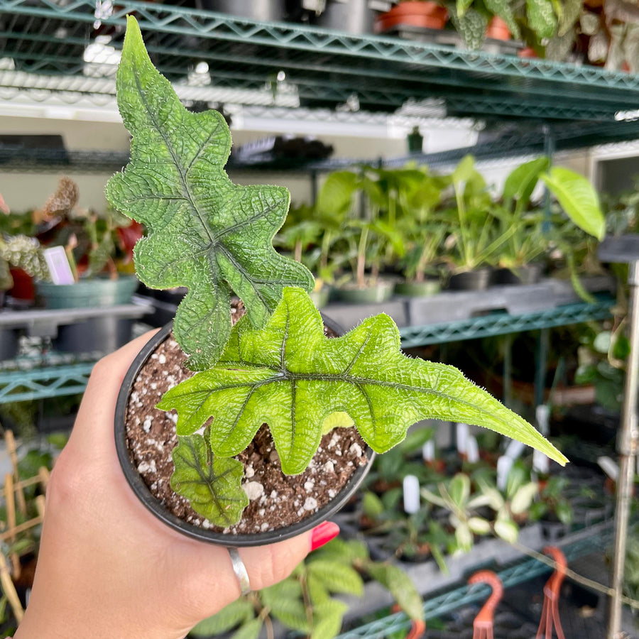 4” Alocasia jacklyn - alocasia sulawesi