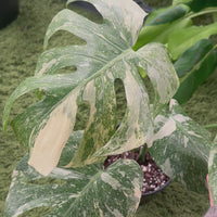 monstera green snow Monstera Green Snow