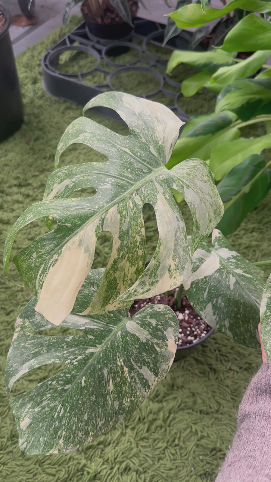 Monstera Green Snow - 6