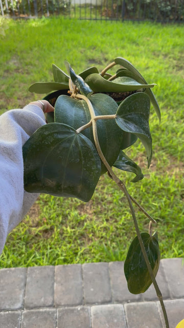 Hoya latifolia ‘big leaf’ - dinner plate - extra large
