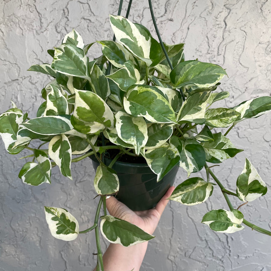 Pothos ‘Pearls and Jade’ - 8