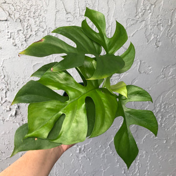 8” Rhaphidophora Tetrasperma - Mini Monstera - XL