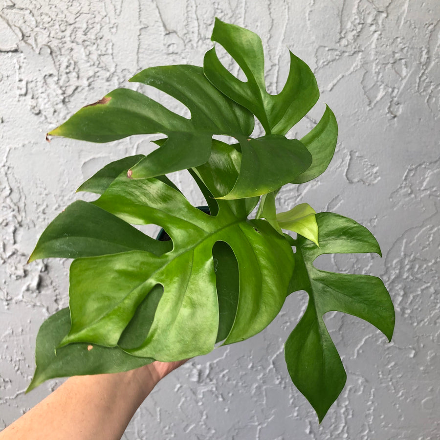 4” Rhaphidophora Tetrasperma - Mini Monstera