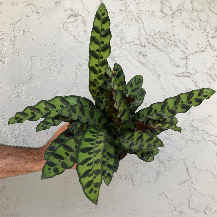 Calathea 'lancifolia’ - Rattlesnake