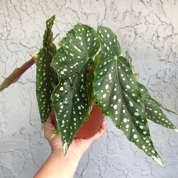 6” Angel Wing Begonia - Harmony’s Legacy