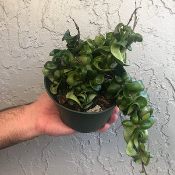 6” Hoya Compacta - short vines