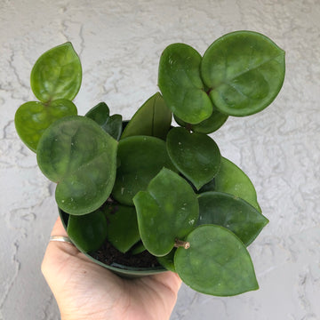 4” Hoya Chelsea