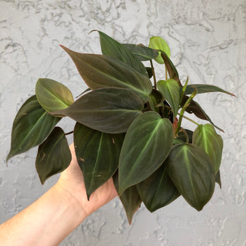 4” Philodendron Micans