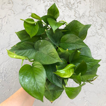 Jade Pothos