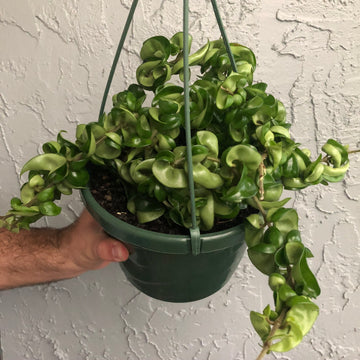8” Hoya Compacta - rope hoya - blooms smell like chocolate