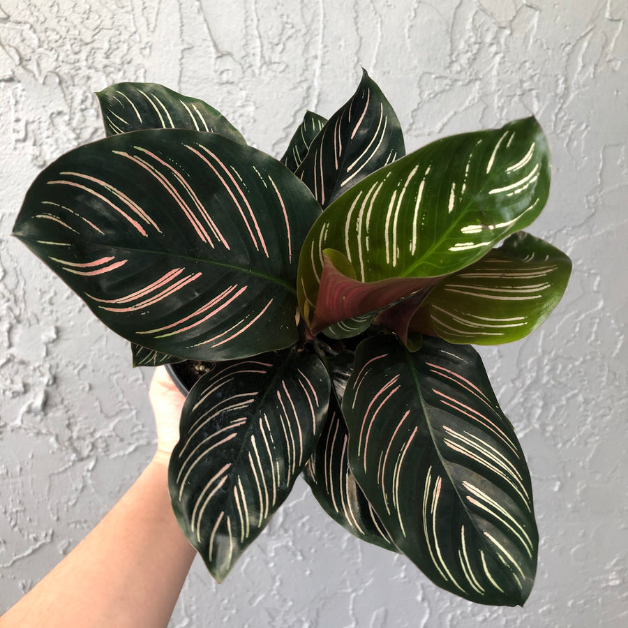 6” Calathea 'ornata'