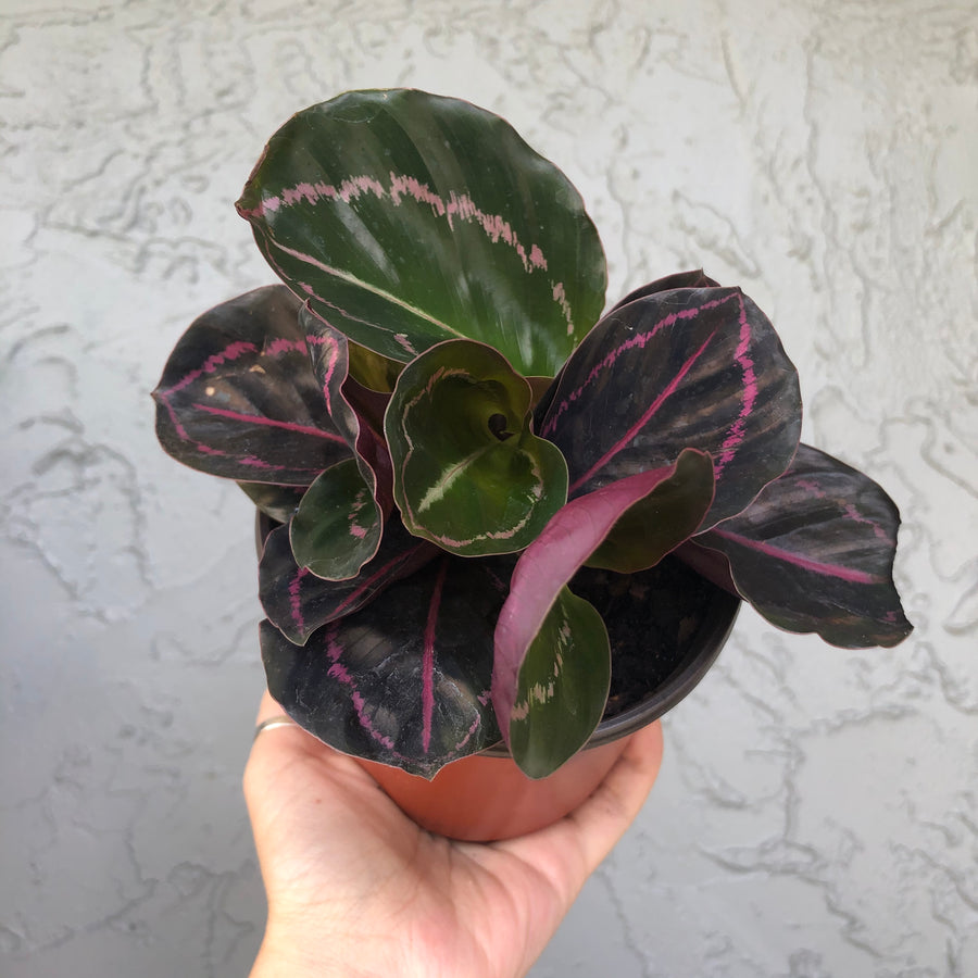 4” Calathea 'dottie’