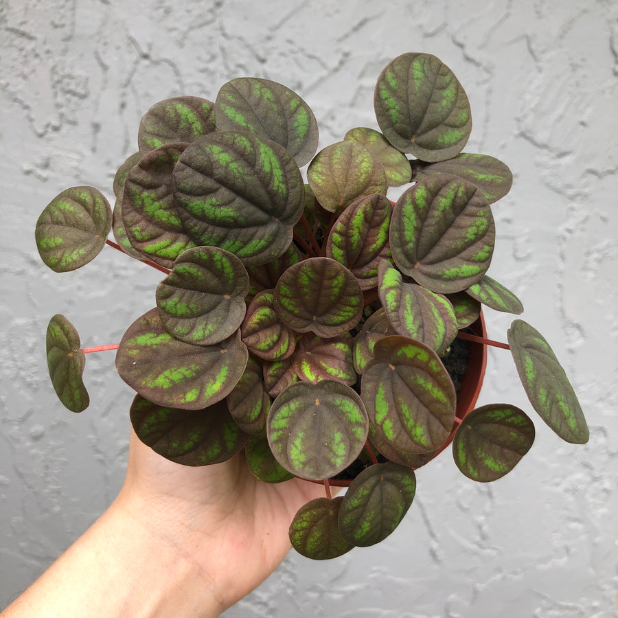 3” Ripple Peperomia ‘Peppermill’