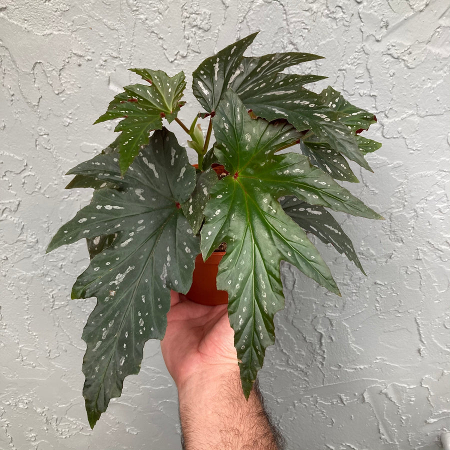 6” Angel Wing Begonia - Sophie Cecile