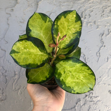 4” Hoya Australis Lisa