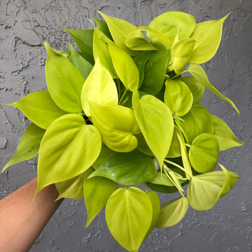4” Philodendron cordatum 'lemon lime’