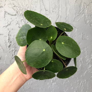 Pilea Peperomioides - Friendship Plant