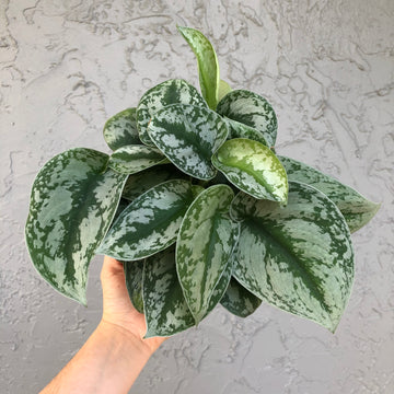 Scindapsus pictus exotica - silver satin pothos