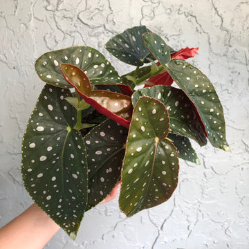 6” Angel Wing Begonia - Harmony’s Angel Messenger
