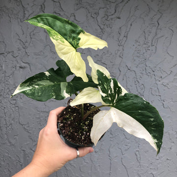 4” Syngonium albo variegated XL
