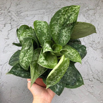Scindapsus silver splash - 4” pot