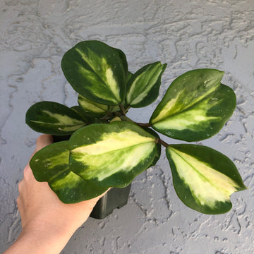 6” Hoya ‘obovata’ inner variegated baskets - large