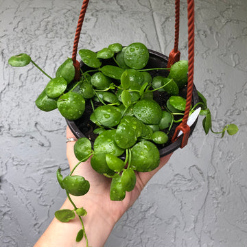 5” Dischidia Imbricata basket