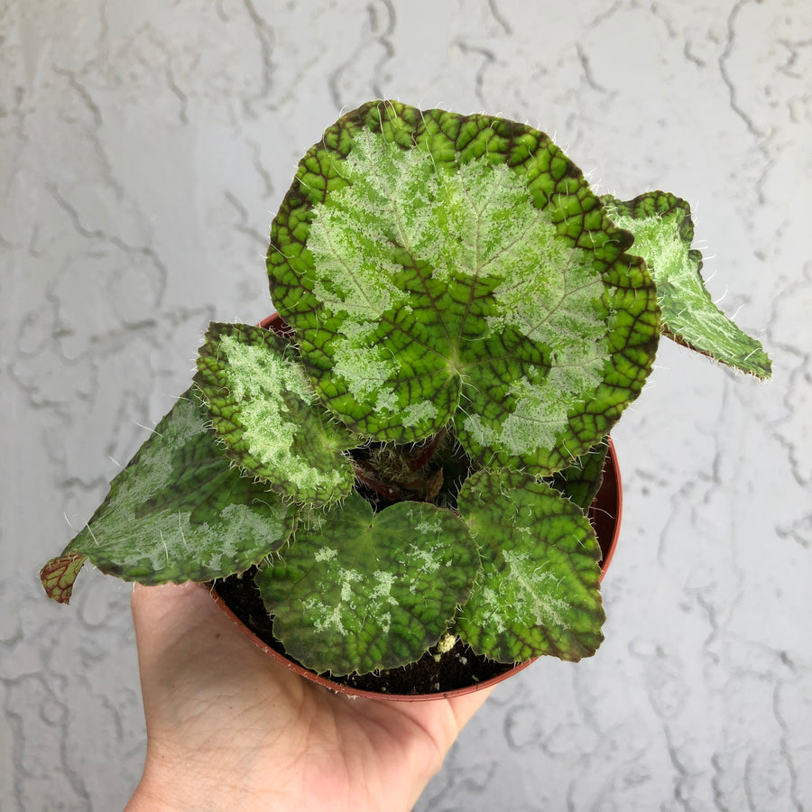 Begonia ‘sizemoreae’