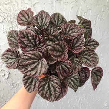 Ripple Peperomia - Red Emerald / Ruby / Luna