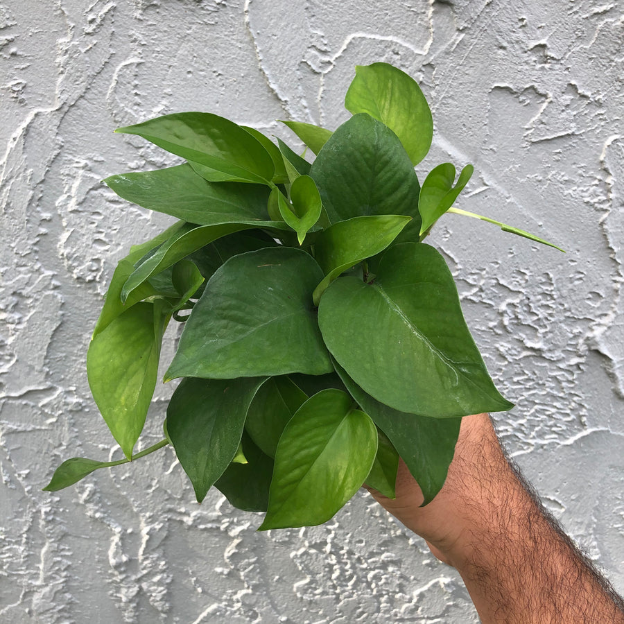 Jade Pothos