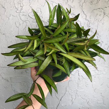 8” Hoya wayetii - maroon bloom