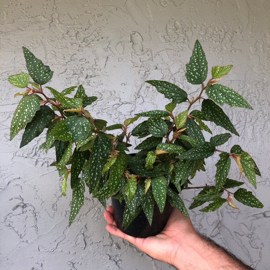6” Angel Wing Begonia ‘Medora’