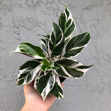 Calathea 'white fusion’ - 4” pot